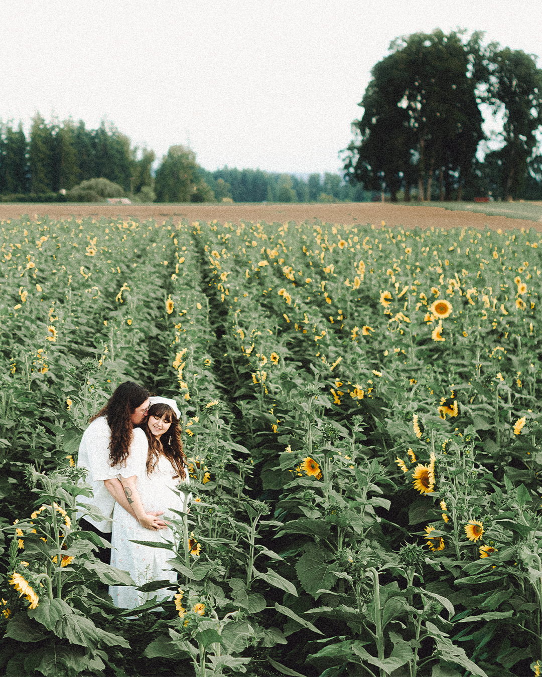 Lovestory Pregnancy Announcement Among the Sunflowers of the Wooden Shoe Tulip Farm — photograph 15 of 39